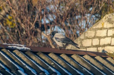 Kuş bir ağaç dalına oturur.