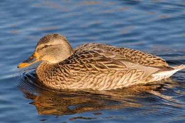 Bir dişi ördek (ana platyrhynchos) nehirde yüzüyor.