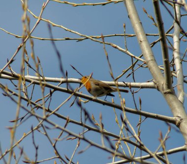 Kırmızı bülbül ormandaki bir dalda