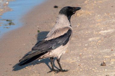 Corcorax corax - Karadeniz kuşu - corax, corax, siyah corcorcori, corax, cor