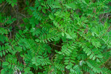 Yoğun Yeşil Çivit Çalı Yaprağı