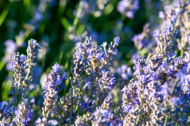 Bal Arısı Lavanta Üzerine Nektar Topluyor