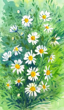 Yeşil çimenler üzerinde papatyalar Watercolor resimleme arkaplanı