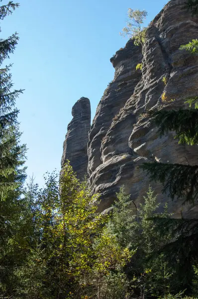 森の緑と木で覆われた岩の美しい景色 — ストック写真