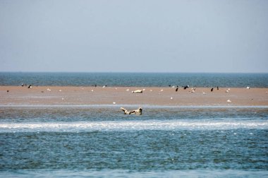Denizdeki bir martı sürüsü.