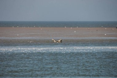 Martı denizin üzerinde uçuyor.