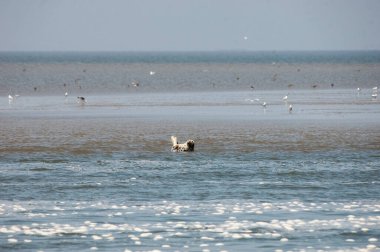 Martılar gökyüzünde uçuyor