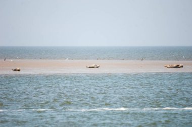 Güzel deniz manzarası