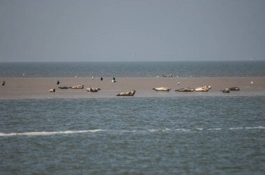Almanya 'da Baltık Denizi' nde vahşi atlar