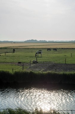 Hollanda manzarası. Arkasında nehir ve nehir var..