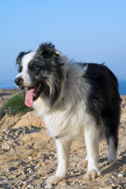 köpek doğurmak Avustralyalı çoban