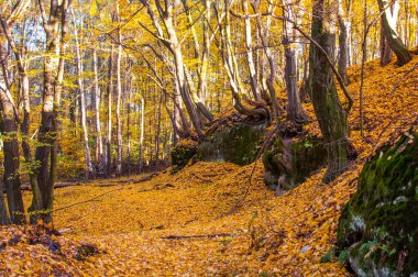 bir dağ orman sonbahar renkleri