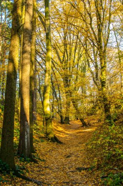 Parkta sonbahar renkleri