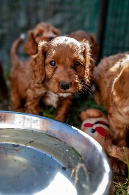 Parktaki bir köpeğin yakın plan fotoğrafı.