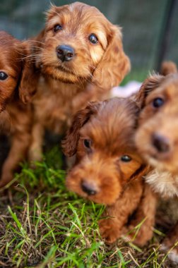 Şirin bir köpeğin portresi.