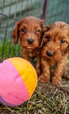 Sepette küçük şirin bir köpek yavrusu