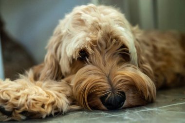 Şirin bir köpeğin portresi.