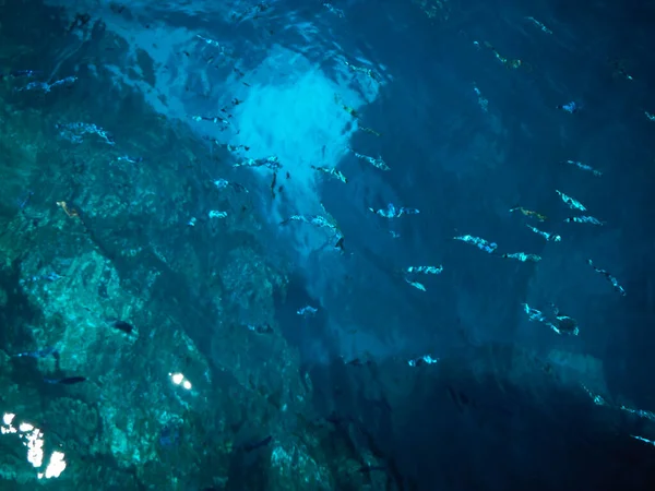 Hermoso Mundo Submarino Acuario —  Fotos de Stock