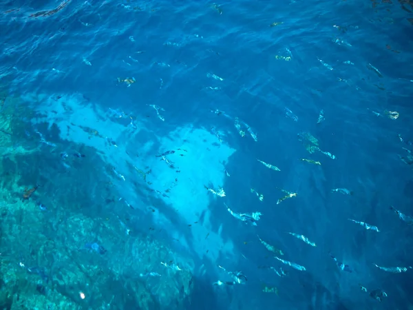 Arrecife Coral Azul Océano Índico — Foto de Stock