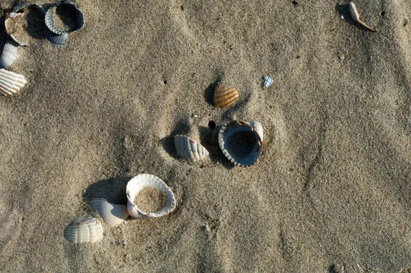 Раковины Морские Раковины Пляже Море Море Фон — стоковое фото
