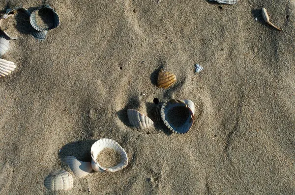 Mušle Pláži — Stock fotografie