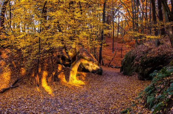 Осенний Пейзаж Красочными Лесами Деревьями Красивый Закат — стоковое фото
