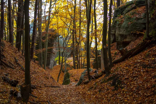 Осенний Лес Разноцветными Деревьями Листьями — стоковое фото