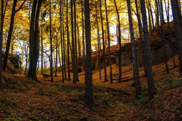 Outono Paisagem Com Uma Floresta Colorida — Fotografia de Stock