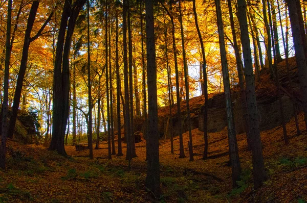 Floresta Outono Árvores Douradas — Fotografia de Stock