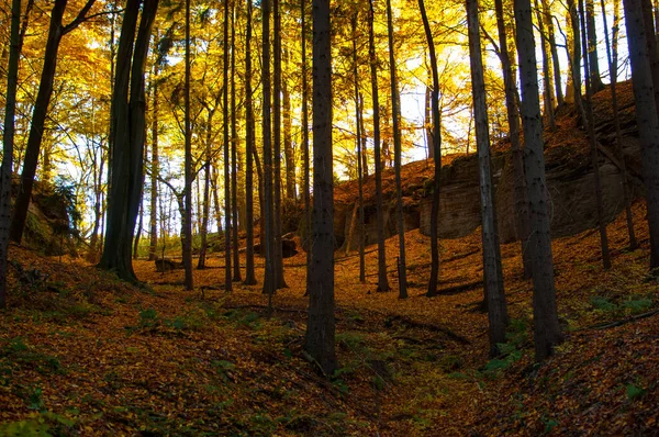 Красивый Осенний Пейзаж Деревьями Листьями — стоковое фото