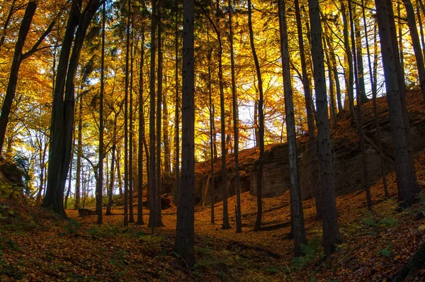 Floresta Outono Com Árvores Coloridas — Fotografia de Stock