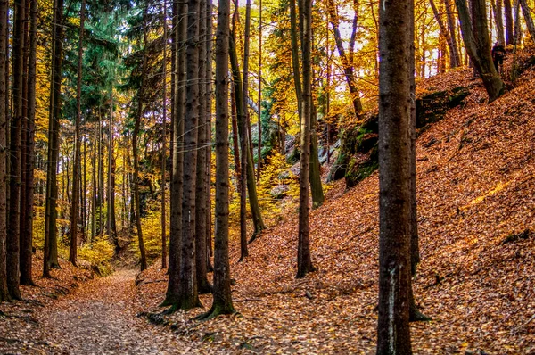 Dağlarda Sonbahar Ormanı — Stok fotoğraf