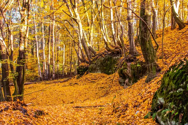 Осень Лесу Разноцветными Листьями — стоковое фото