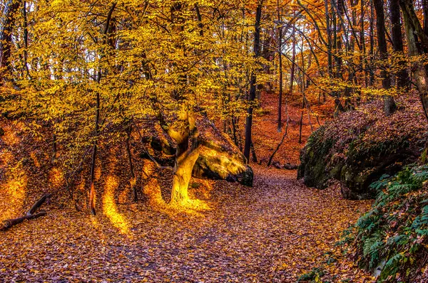 Outono Floresta Floresta Outono — Fotografia de Stock