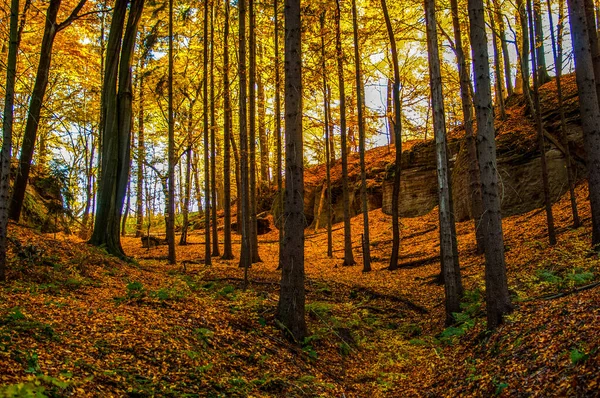 Осенний Лес Деревья Желтыми Листьями — стоковое фото