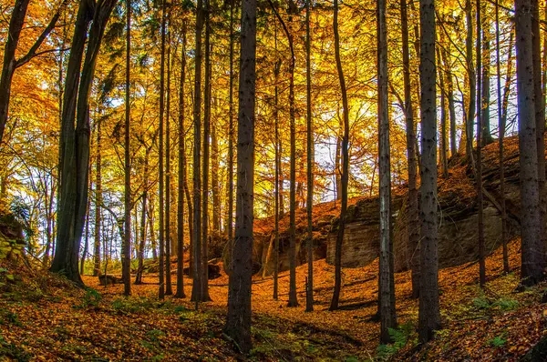 Outono Paisagem Árvores Coloridas Floresta Folhas Queda Coloridas — Fotografia de Stock