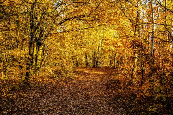 Осенний Лес Красочной Листвой — стоковое фото