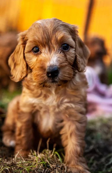 Cute Little Dog Puppy Garden — Stock Photo, Image