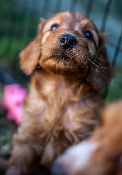 庭の犬 — ストック写真