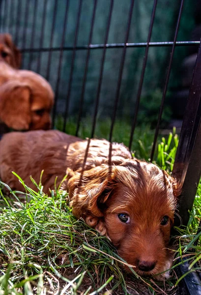 Pups Het Gras — Stockfoto