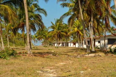 Dominik Cumhuriyeti 'ndeki Karayip kıyısındaki palmiye ağaçları