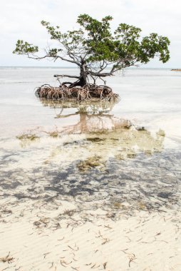 Ağaçlı tropikal deniz