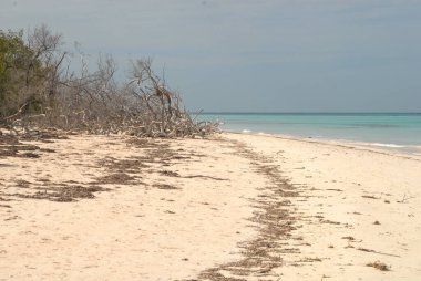 Curonian adasının plajı