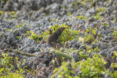 Genç bir kuşun yakın çekimi.