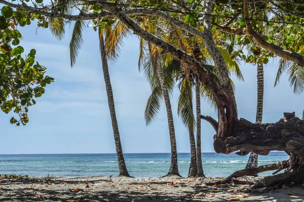 Όμορφη Παραλία Στην Καραϊβική Θάλασσα Δομινικανή Δημοκρατία — Φωτογραφία Αρχείου