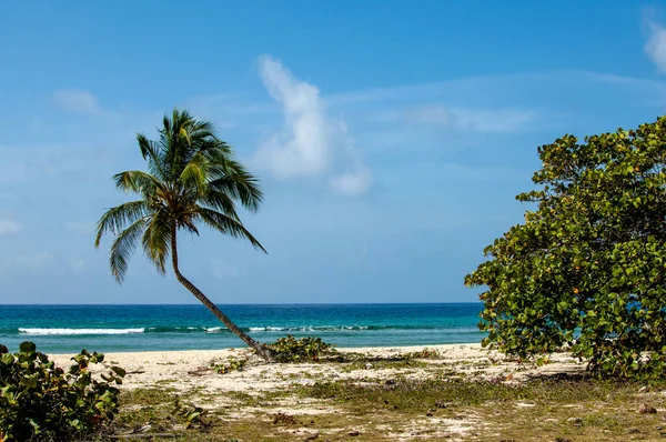 棕榈树在白色的沙滩上 — 图库照片