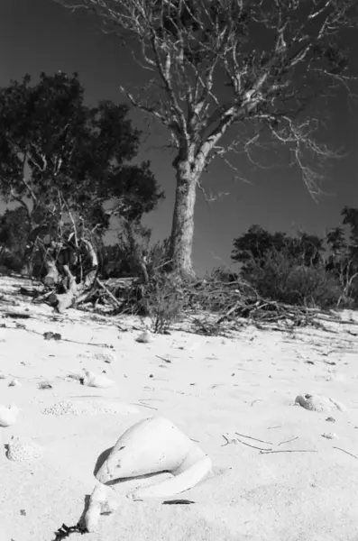 Μαύρη Και Άσπρη Άμμος Στην Έρημο — Φωτογραφία Αρχείου