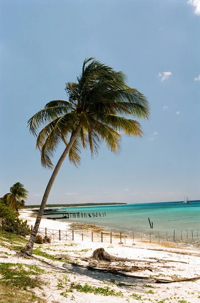 Palm Trees Caribbean Sea — 图库照片