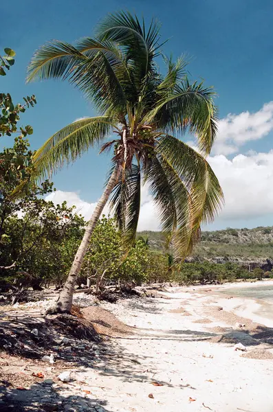 Palme Mit Weißem Sand Und Türkisfarbenem Wasser — Stockfoto