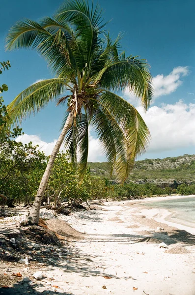 加勒比海中热带岛屿上的棕榈树 — 图库照片
